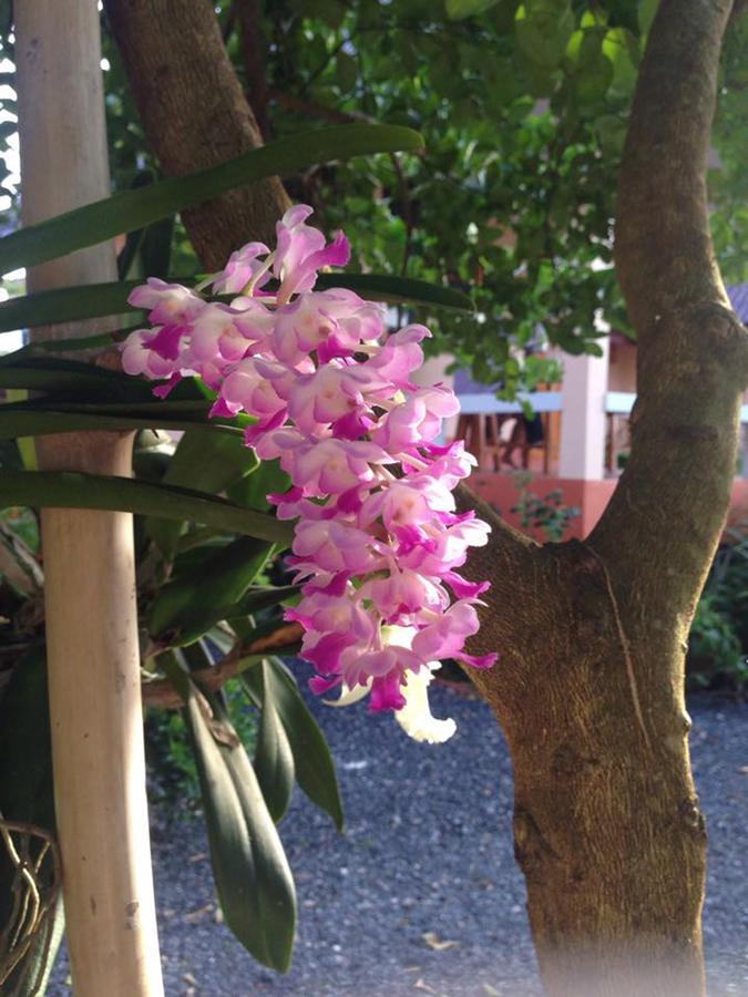 Chuanchom Resort Фаталунг Екстериор снимка